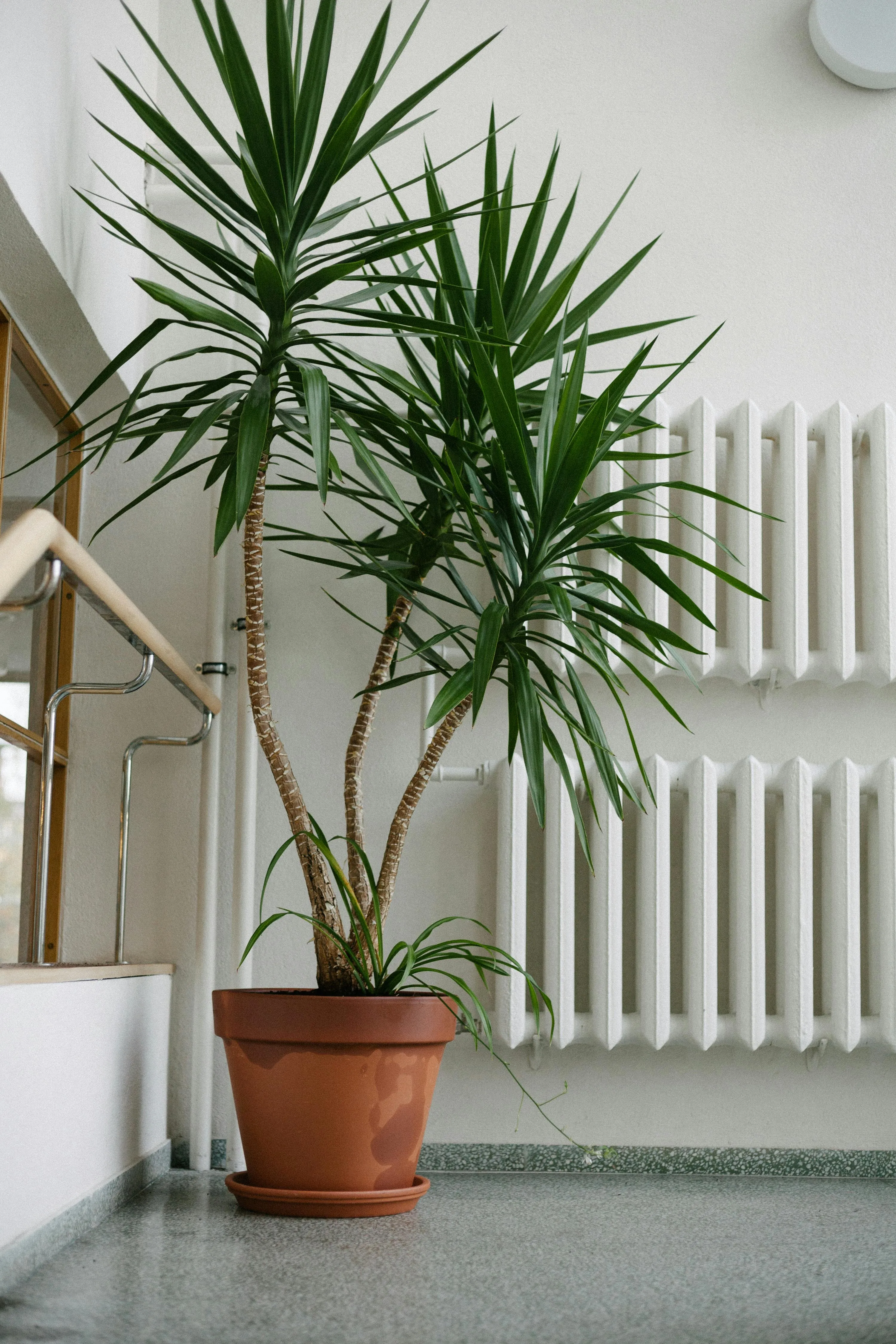 A radiator under a window — heat pumps heat rooms with cooler water running for longer.